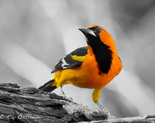 Altamira Oriole