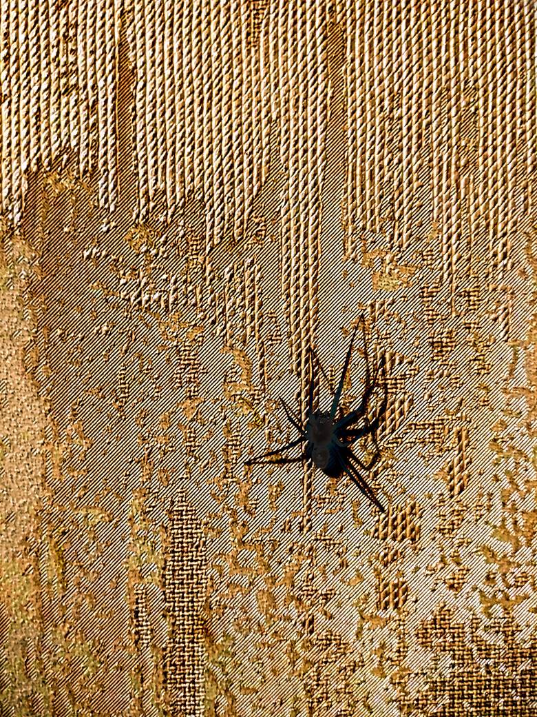 Spider Rada Matrix spider in matrix by kingograf on DeviantArt