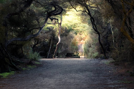 Rotorua Forest - 2