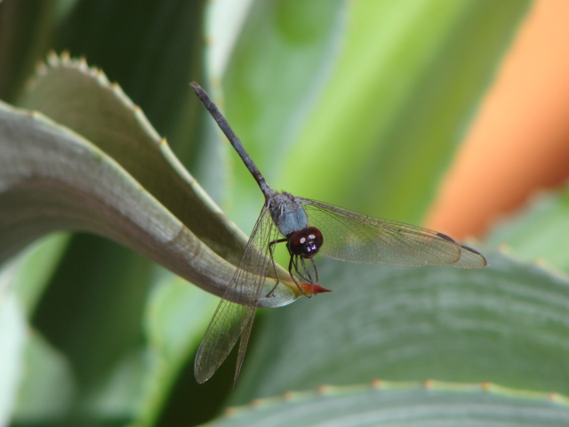 dragonfly - libelula