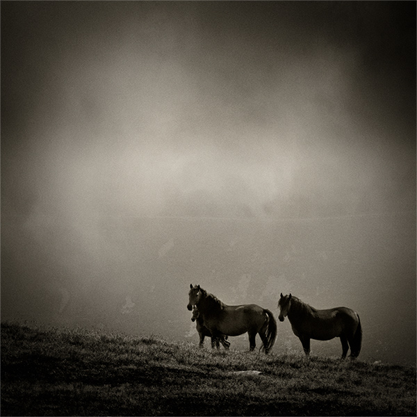 Horses in the Balkan