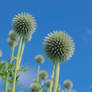 Thistles For Days