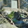 Snow Leopards