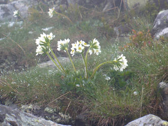 Mountain Spring