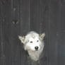 Curious dog