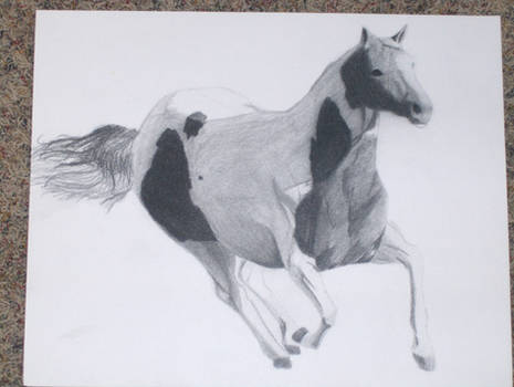 horse