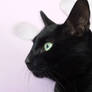 My black cat 