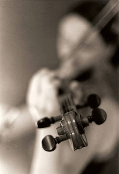 Violin