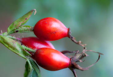 Rose hip