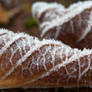 Frosty morning bliss