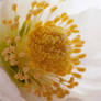 Hellebore