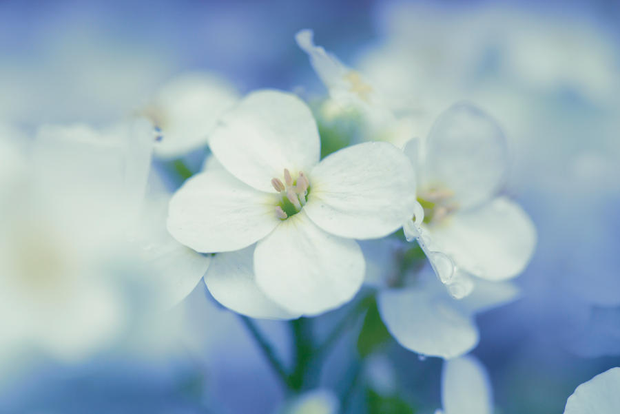 Aubretia