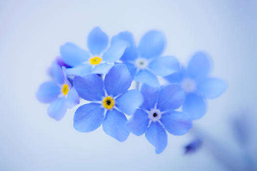 Forget-me-not