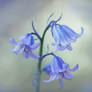 Blue bells