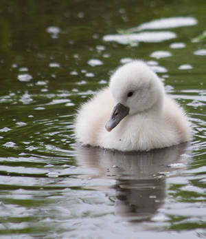 Cygnet