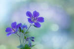 Geranium by SarahharaS1