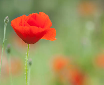 Poppy