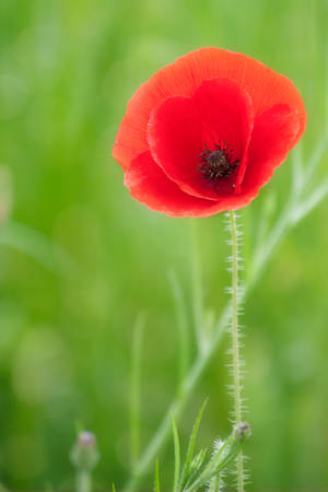 Poppy again by SarahharaS1