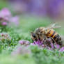 Relishing honeybee