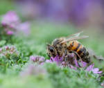 Relishing honeybee by SarahharaS1