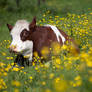 Buttercups