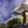 Parasol mushroom