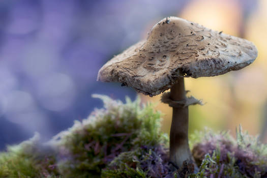 Parasol mushroom