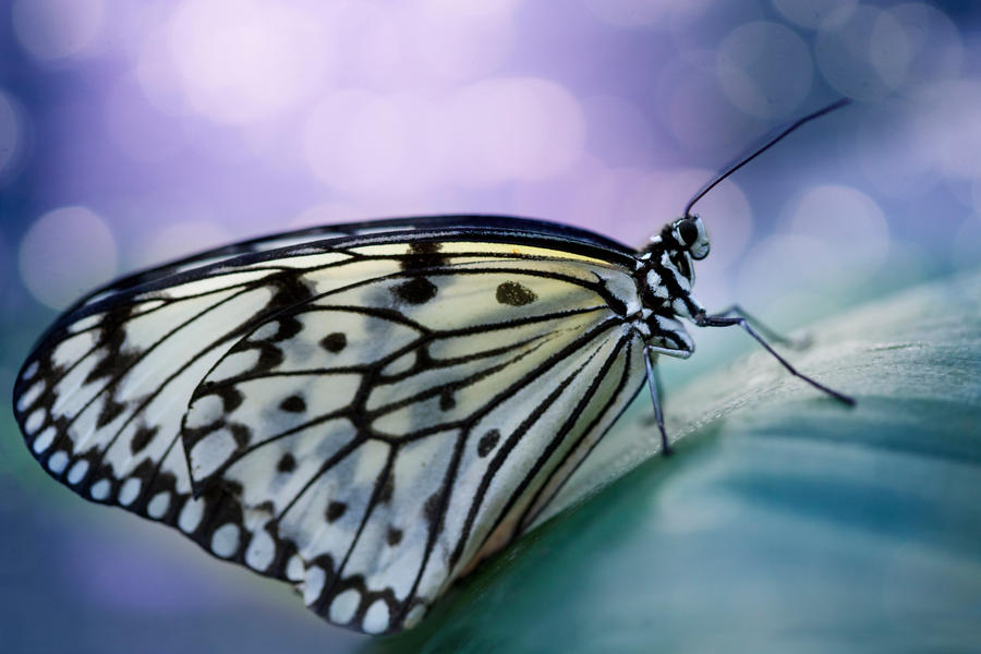 Paper kite butterfly