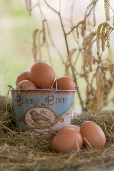 Eggs