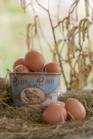 Eggs by SarahharaS1 Eggs by SarahharaS1