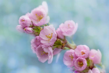 Japanese Cherryblossom