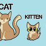 Cat Stages of Life