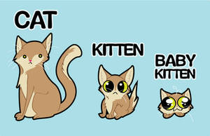 Cat Stages of Life