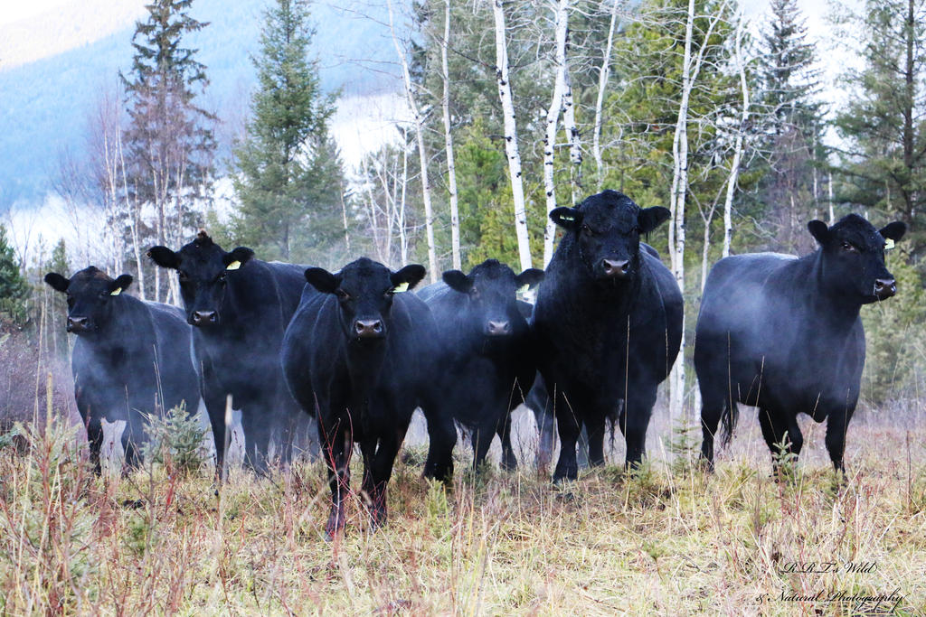 Angus Wolves Black Angus by RodeoWolves on DeviantArt