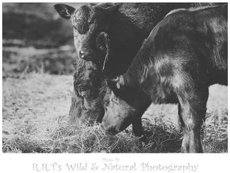 Two Calves One Cuddle