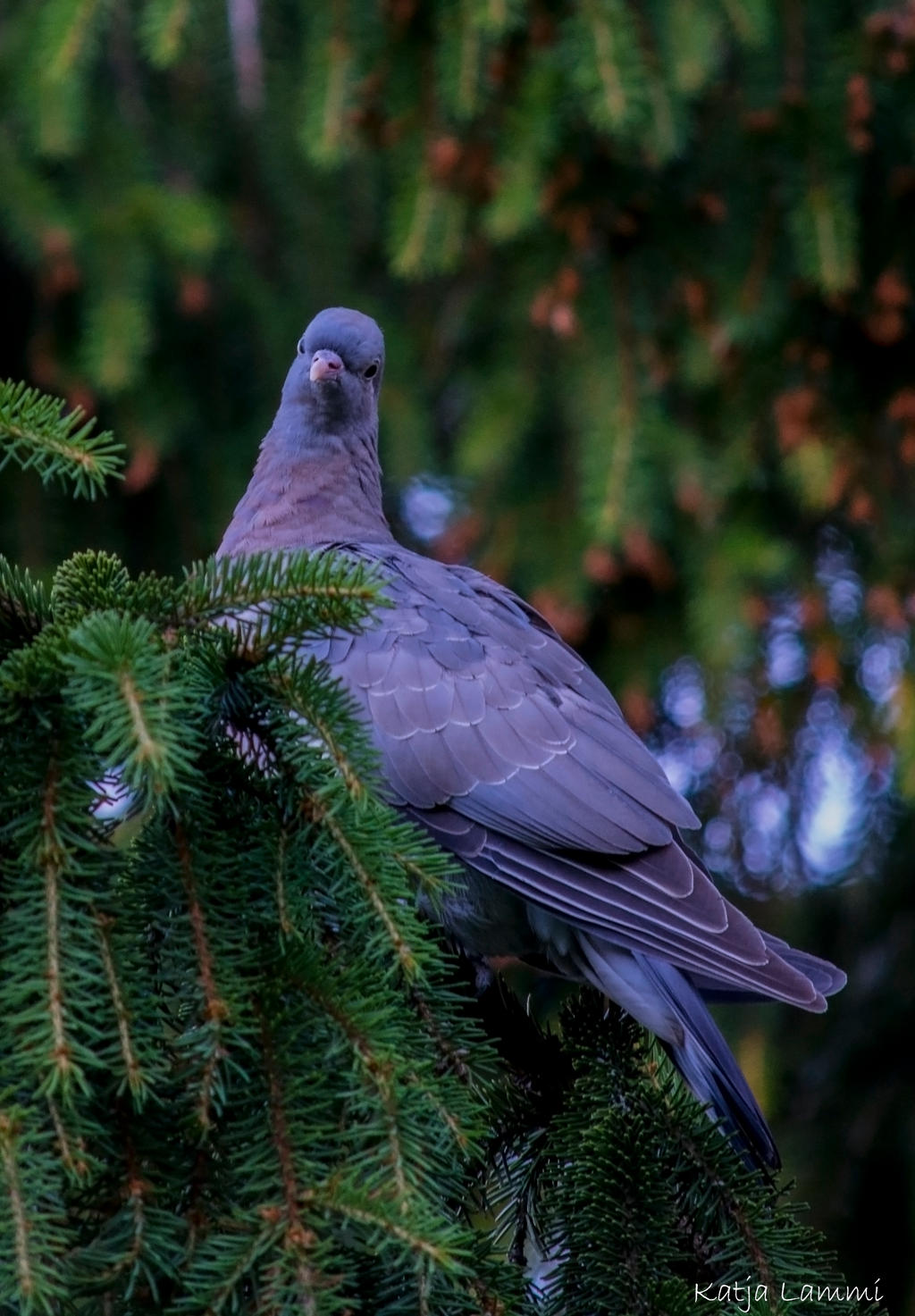 Baby Wood Pigeon By Katjalammi On Deviantart Baby Wood Pigeon By Katjalammi On Deviantart