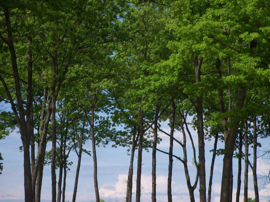 Tree From Distance Trees From a distance by smileyface29 on DeviantArt