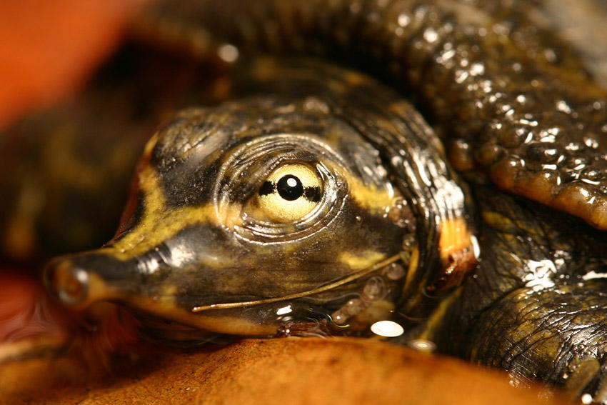 Deviantart Softshell Turtle Baby Softshell Turtle 02 by 1ASP1 on DeviantArt
