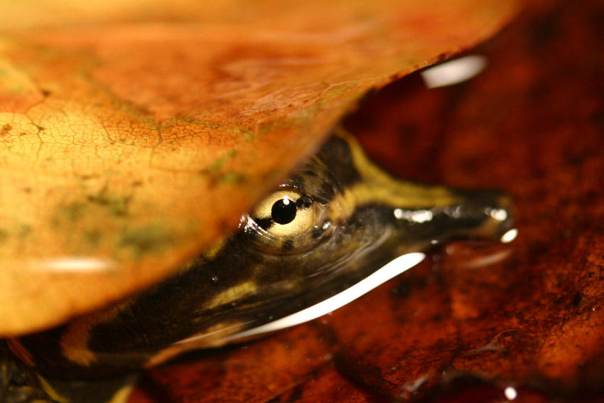 Deviantart Softshell Turtle Baby Softshell Turtle 01 by 1ASP1 on DeviantArt