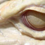 Albino Gator Eye Wallpaper