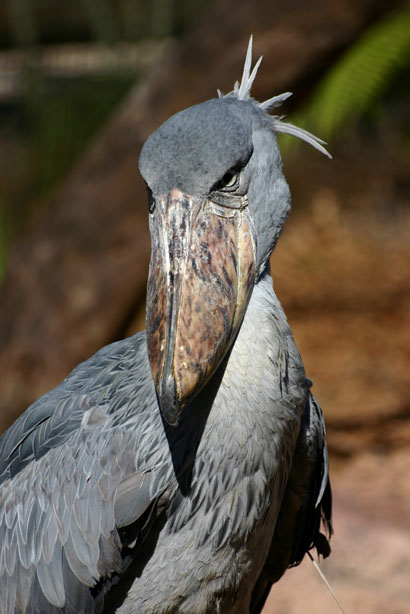 Shoebill Stork 03