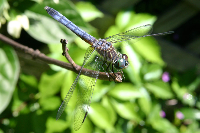 Dragonfly01