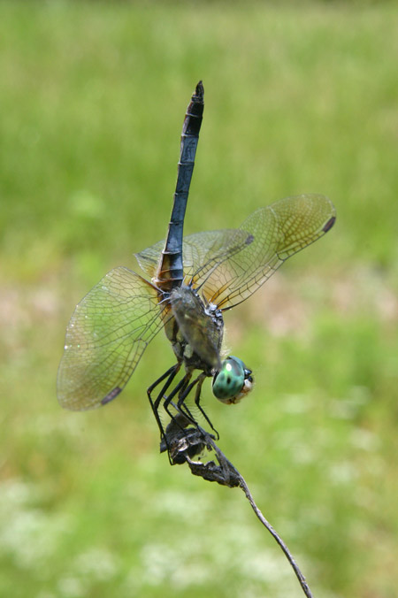 Dragonfly02