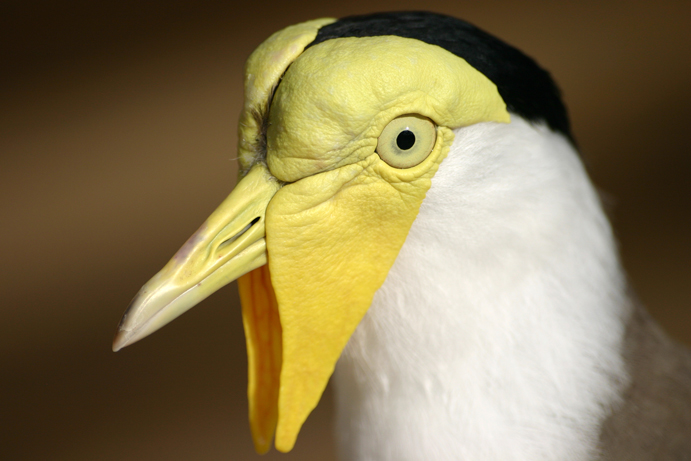 Masked Lapwing