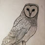 Barn Owl (Tyto Alba) 