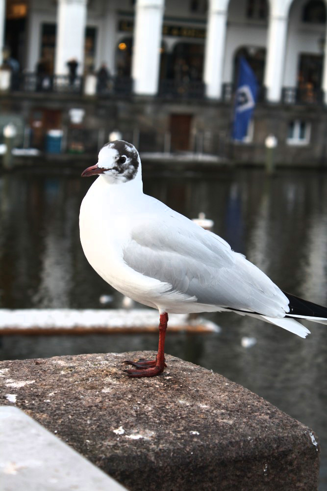 bird on a wall