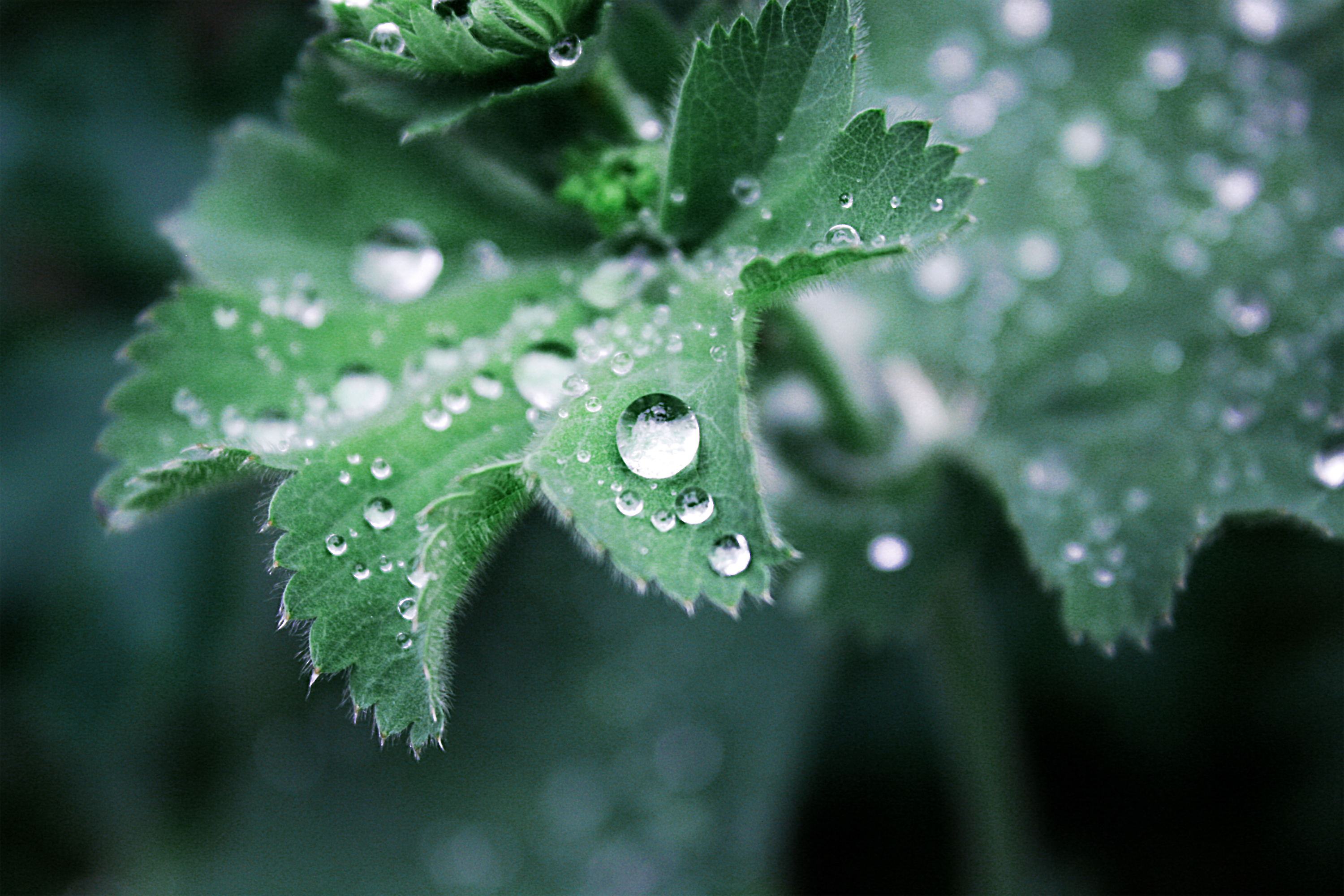 waterdrops