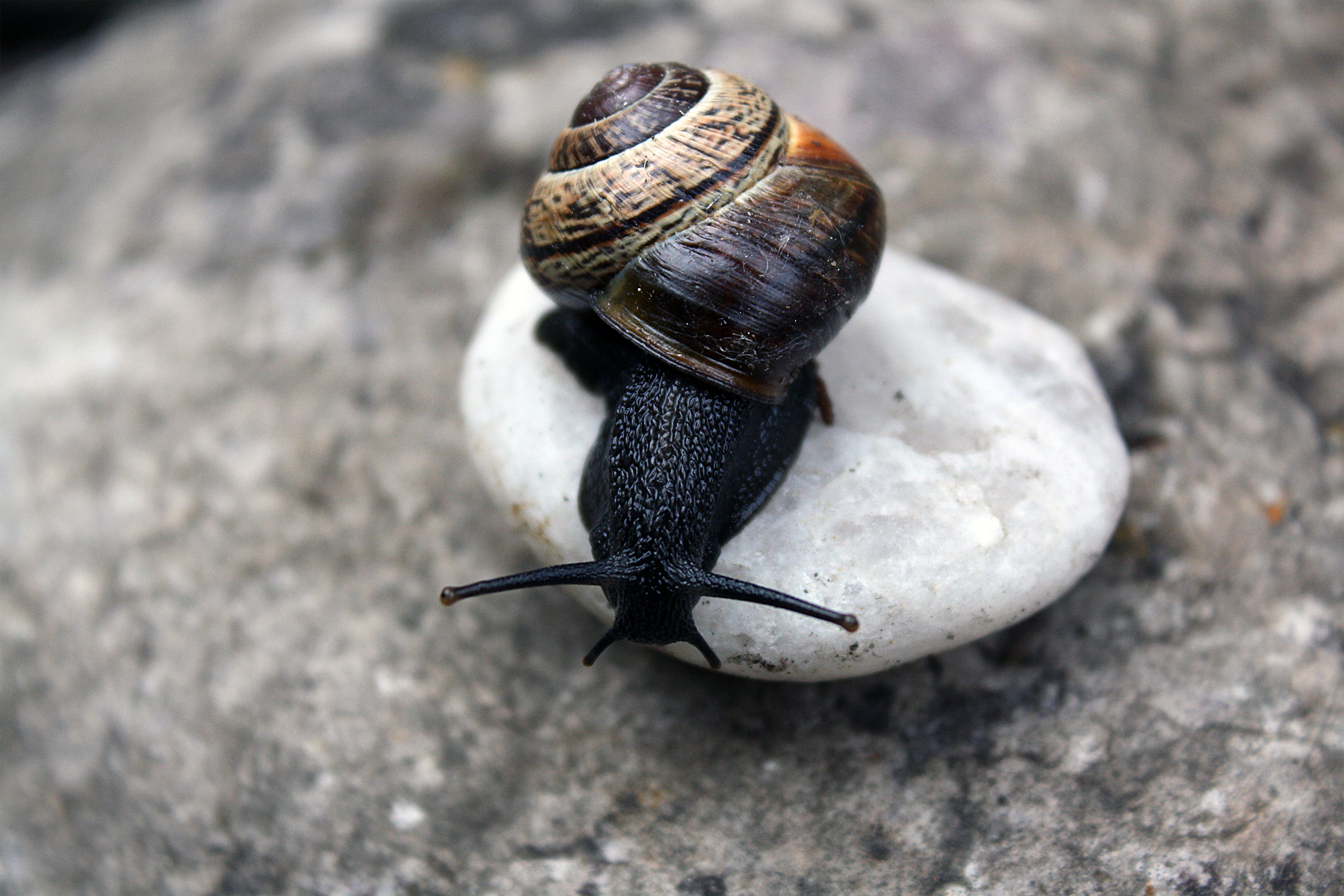 snail II