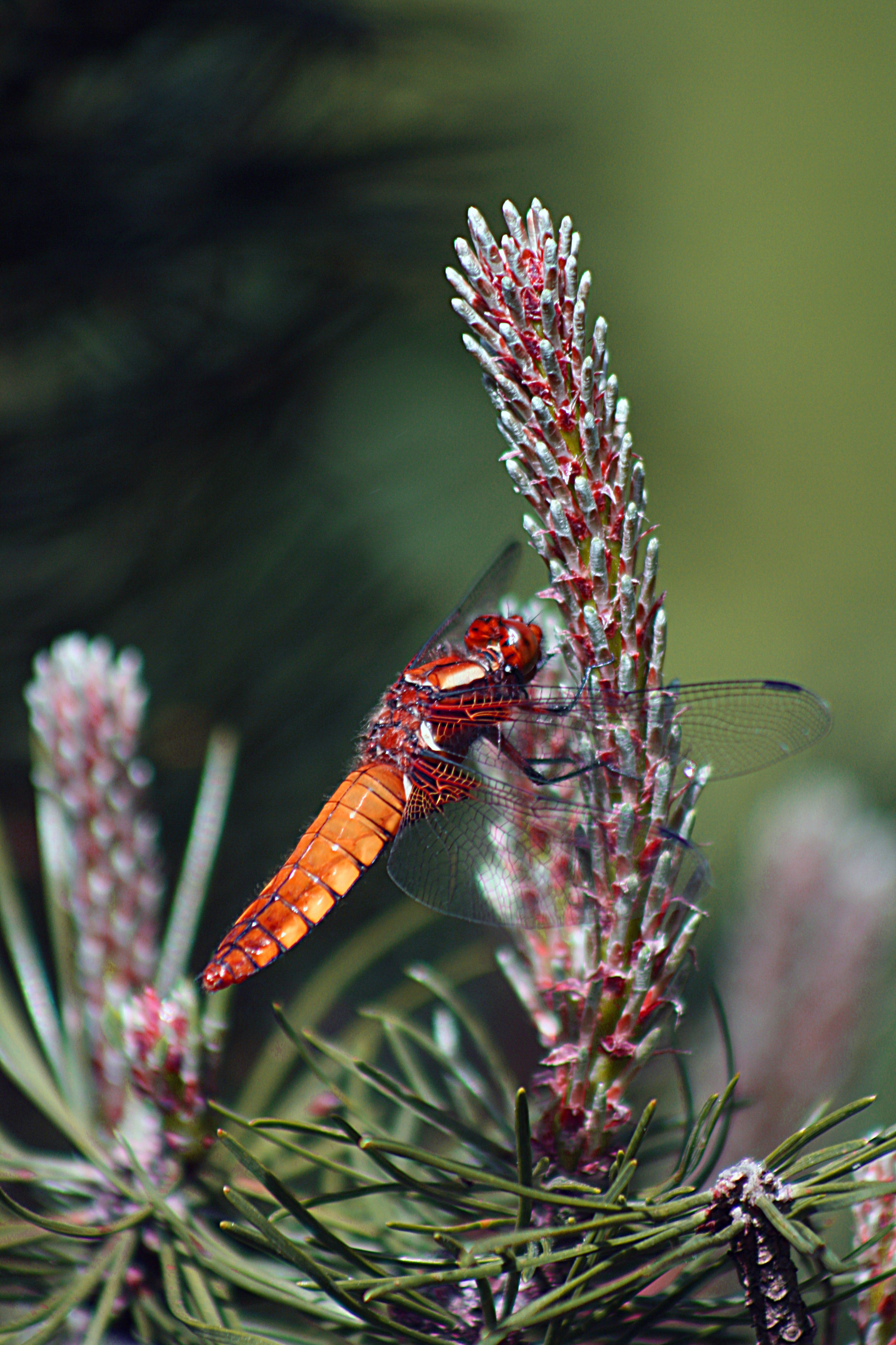 dragonfly II