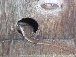 Lizard In The Bird House